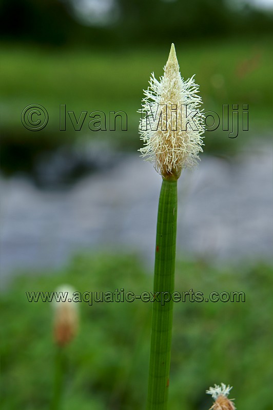 Typha angustifolia